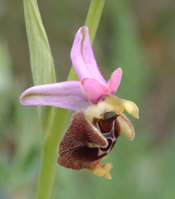 Ophrys fuciflora